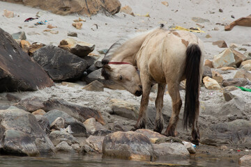 Wild Horse drinking water near the River