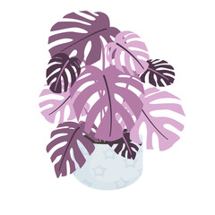 Monstera - egzotyczne liście w błękitnej doniczce. Botaniczna ilustracja tropikalnej rośliny na białym tle. © Monika