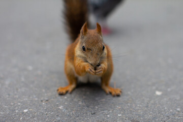 Red squirrel deftly nibbles nuts in the park on the background of gray asphalt