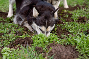 Funny husky dog lying on the grass with his tongue hanging out