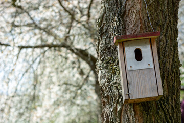 Little wooden birdhouse hanging from a tree with cherry bloom in the background at spring in bright daylight bird protection and bird nest in the region bergstrasse Hessen Germany