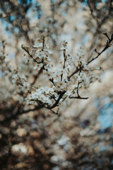 Blackthorn tree branch with blooming flowers
