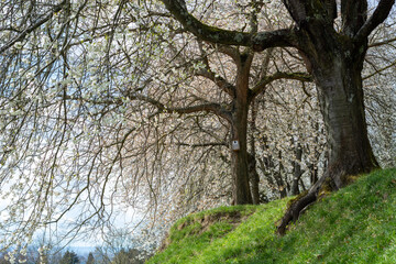 Cherry bloom in the spring in the german region Bergstrasse in Hessen with beautiful big old trees blooming taken at daylight with green grass in the foreground