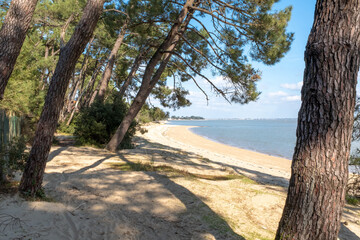 Empty beach of an island covered with pine trees