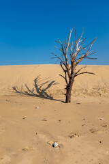 Dead pine tree and dunes on the French Atlantic coast