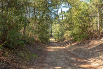 Obraz premium Dirt road in a dune and pine grove landscape