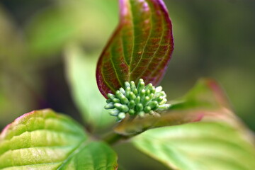 Blätter und Knospen eines roten Hartriegels