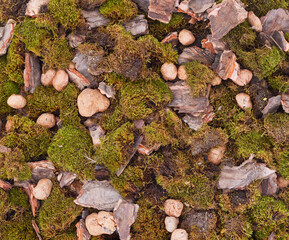 Green moss, stones, bark.