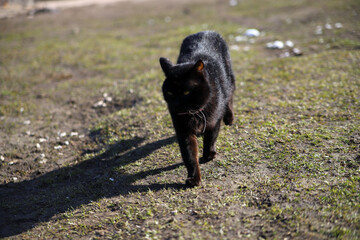 Piękny czarny kot biega po podwórku łapie myszy © Tymoteusz