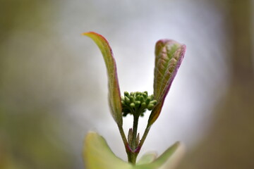 Blätter und Knospen eines roten Hartriegels