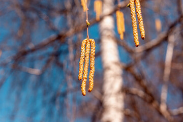 Earrings on a birch tree in early spring.
