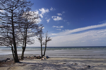 Trees on seashore