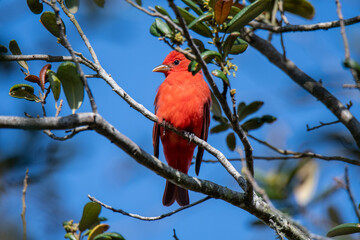 summer tanager