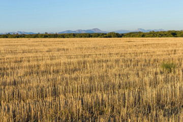 Campos agricolas de cereal ya recolectado  y horizonte de bosques de robles y montañas más al fondo
