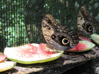 Papillon-chouette, Nicaragua