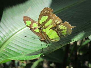 Papillon, Nicaragua