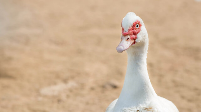 Portrait of a duck in the fresh air. Close-up of the head. A pet on the farm. Agricultural industry.