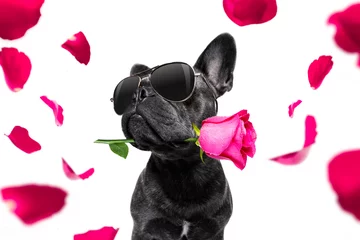 Fotobehang Grappige hond hond valentijns liefde hart moeders en vaders dag