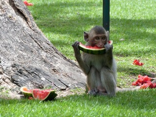 Un singe et une pastèque, Thaïlande 