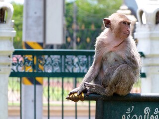 Singe, Thaïlande 