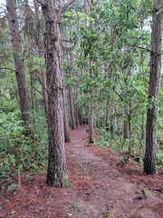 Fototapeta premium Woods Path