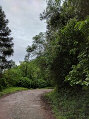 Fototapeta na wymiar Path Through Woods