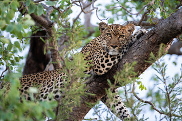 A Leopard seen in a tree on a safari in South Africa
