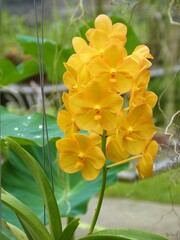 Orchidées en Thaïlande