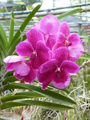 Orchidées en Thaïlande