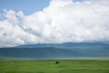 Gnou solitaire, cratère ngorongoro © Sahbi