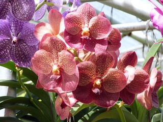 Orchidées, Thaïlande