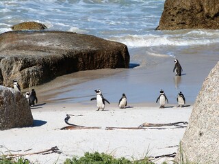 Famille pingouin en Afrique du Sud