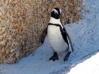 Un pingouin en Afrique du Sud