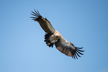 A White Backed Vulture circling in the air over a carcass, seen on a safari in South Africa