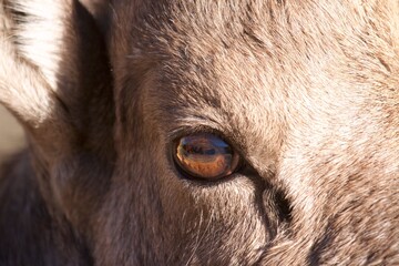 extreme close up of bighorn sheep eye