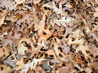 Collection of dried brown oak leaves on the ground
