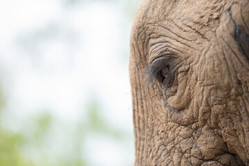 Close-up of an Elephants eye and eyelashes, seen on a safari in South Africa