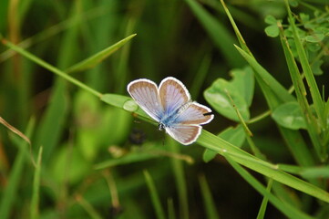 kleiner Schmetterling, weiß und blau, auf grünen Gräsern neben Wassertropfen