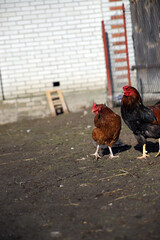 Piękna kura biega na wybiegu ekohodowla © Tymoteusz