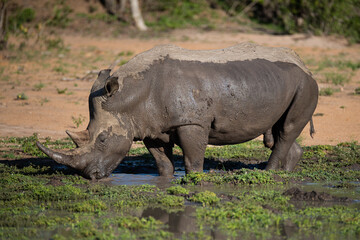 Fototapeta premium White Rhino seen in a mud wallow on a safari in South Africa