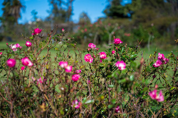Rosedal del Prado - Montevideo (Uruguay)