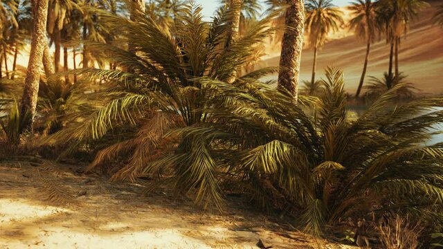 Oasis in hot Sahara Desert