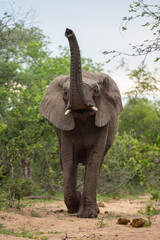 African Elephant sniffing the air on a safari in South Africa