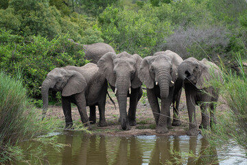 African Elephants seen at a waterhole on a safari in South Africa