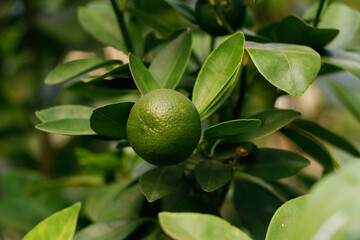 green lemon or lime hanging in a tree branch