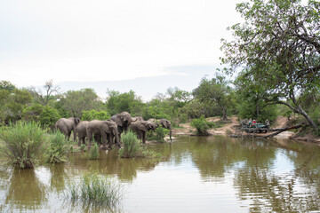 Safari Tourists watching a herd of African Elephants having a drink on a safari in South Africa