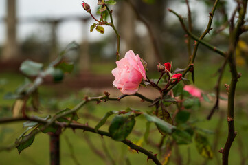Rosedal del Prado - Montevideo (Uruguay)