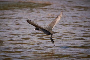 Eurasian Coot running on water ( Fulica Atra )	