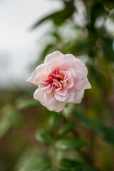 Rosedal del Prado - Montevideo (Uruguay)