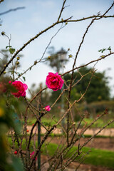 Rosedal del Prado - Montevideo (Uruguay)